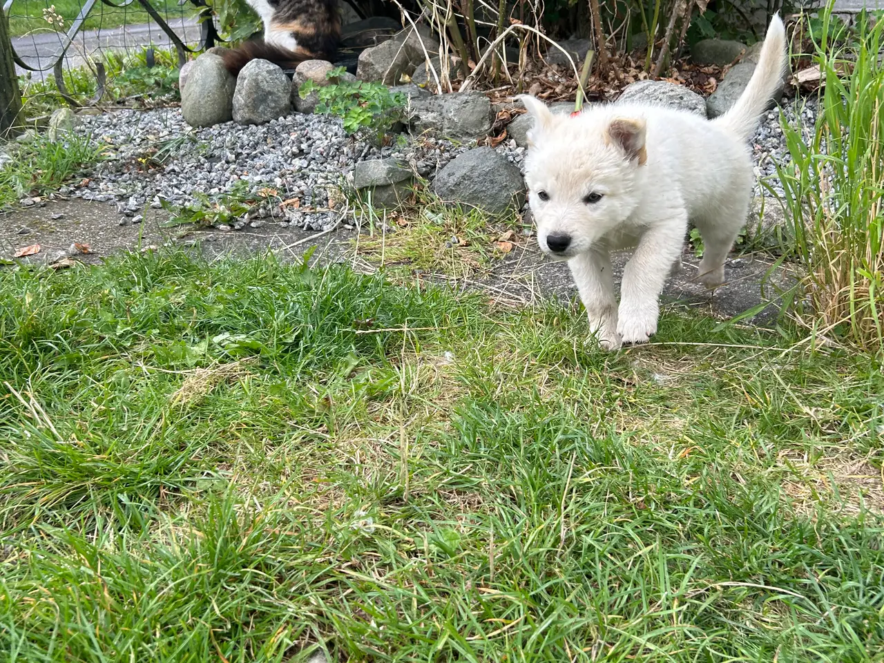 Billede 4 - 🐾 Thorn søger sit nye hjem 🐾