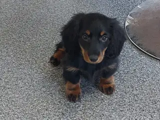 Langhåret gravhund