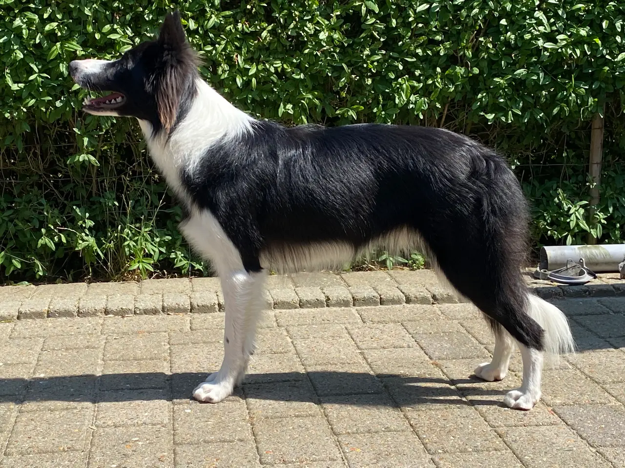 Billede 3 - Border collie tæve søger hanhund til parring 