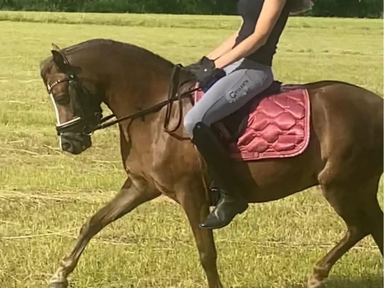 Billede 11 - Pony kat.3 