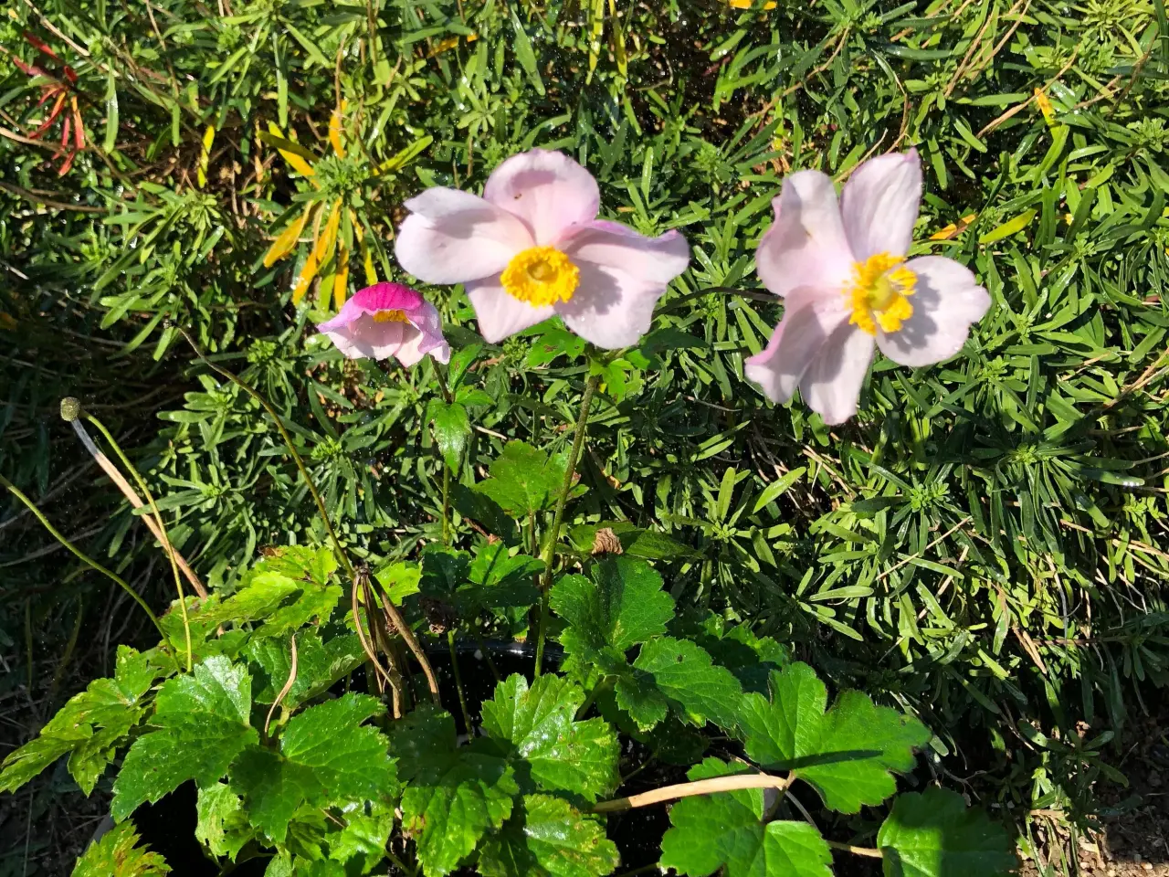 Billede 4 - Stauder Annemone Blomster