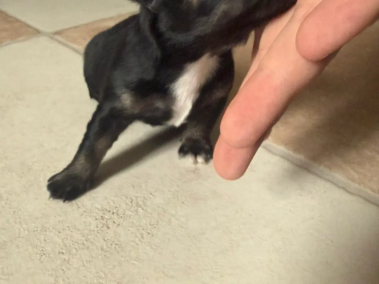 Billede 2 - Chihuahua tæve 
