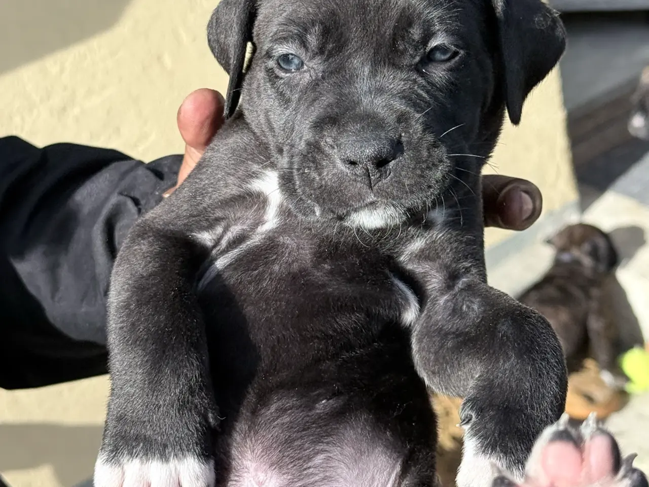 Billede 8 - Presa canario / Cane Corso hvalpe