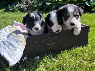 Border Collie hvalpe