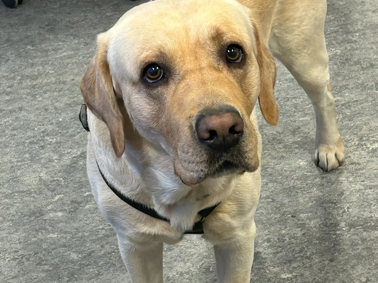 Billede 4 - 🐾 Sorte Labradorhvalpe – gammeldags type 🐾