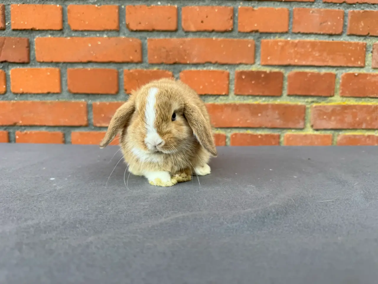 Billede 5 - Mini lop hunkanin