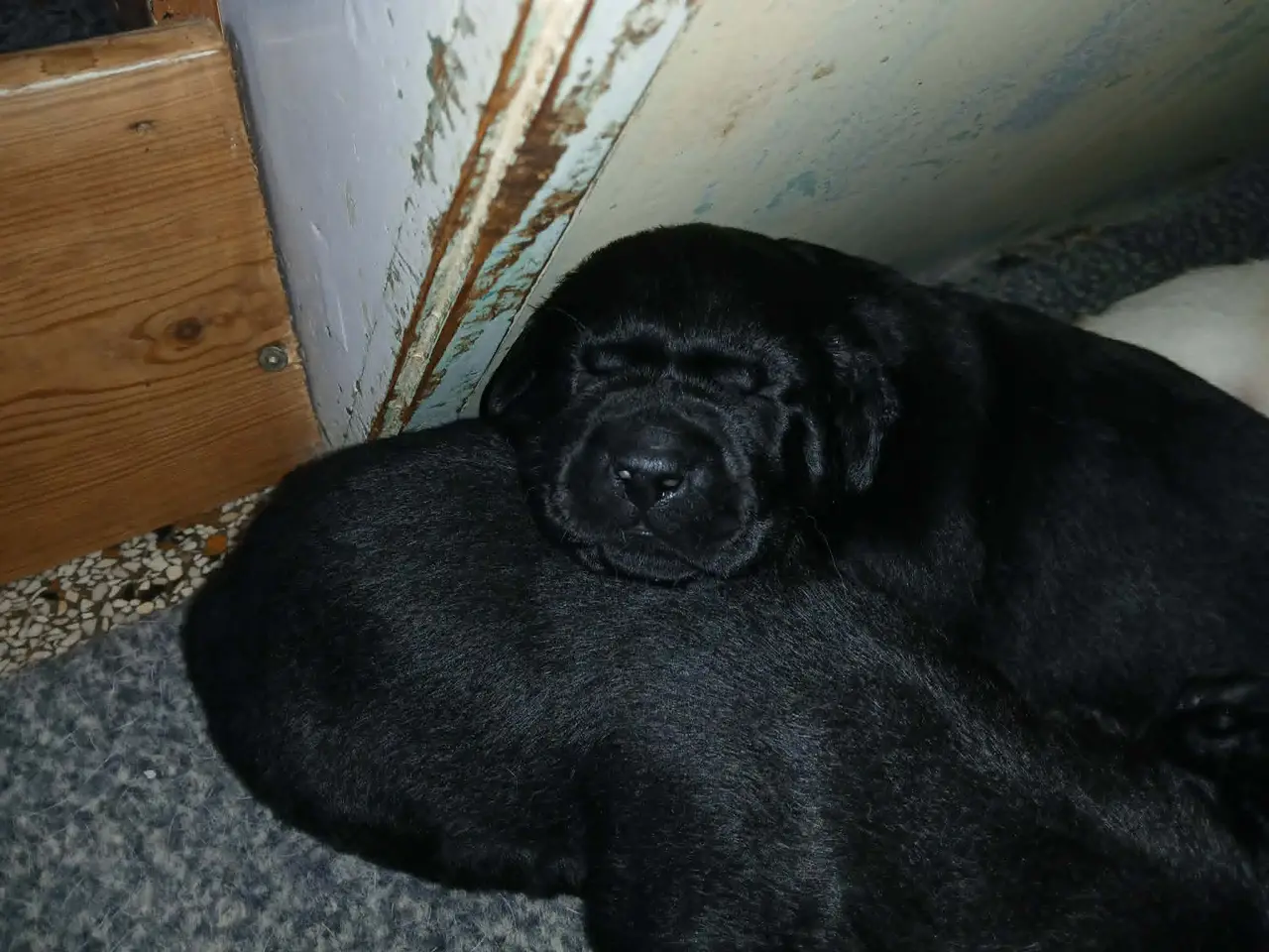 Billede 8 - Hvalpe Labrador Retriever