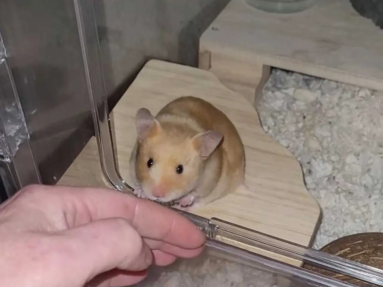 Billede 1 - Guldhamster