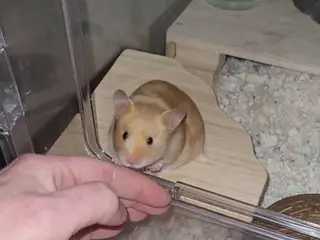 Guldhamster