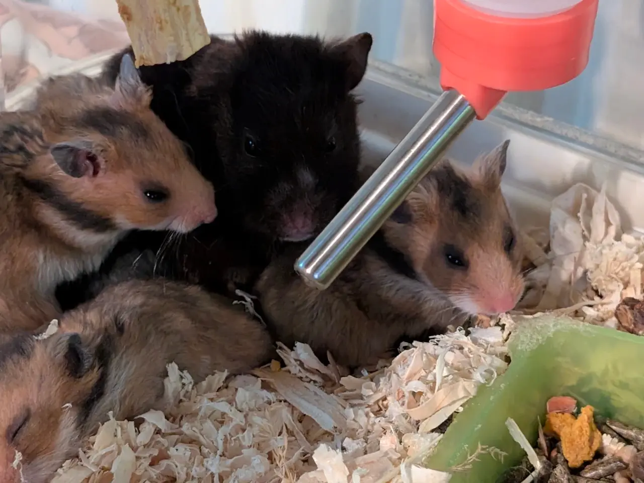 Billede 5 - Hamster unger sælges