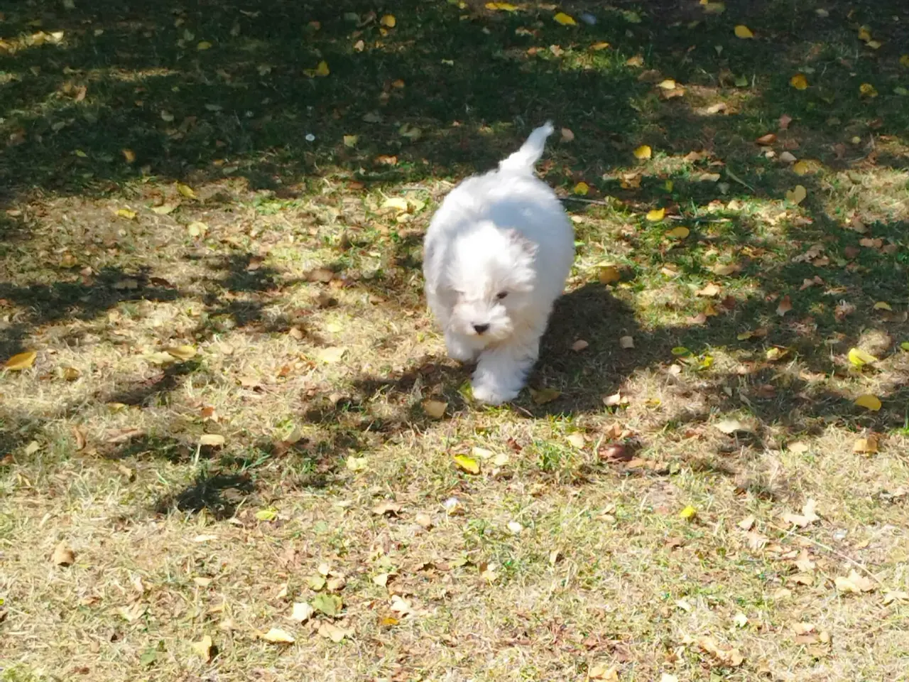 Billede 4 - Coton de tulear