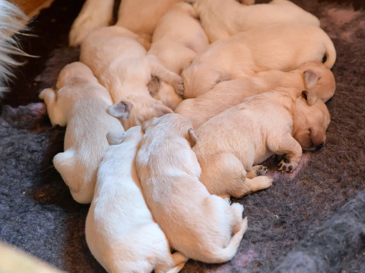 Billede 1 - Golden Retriever hvalpe
