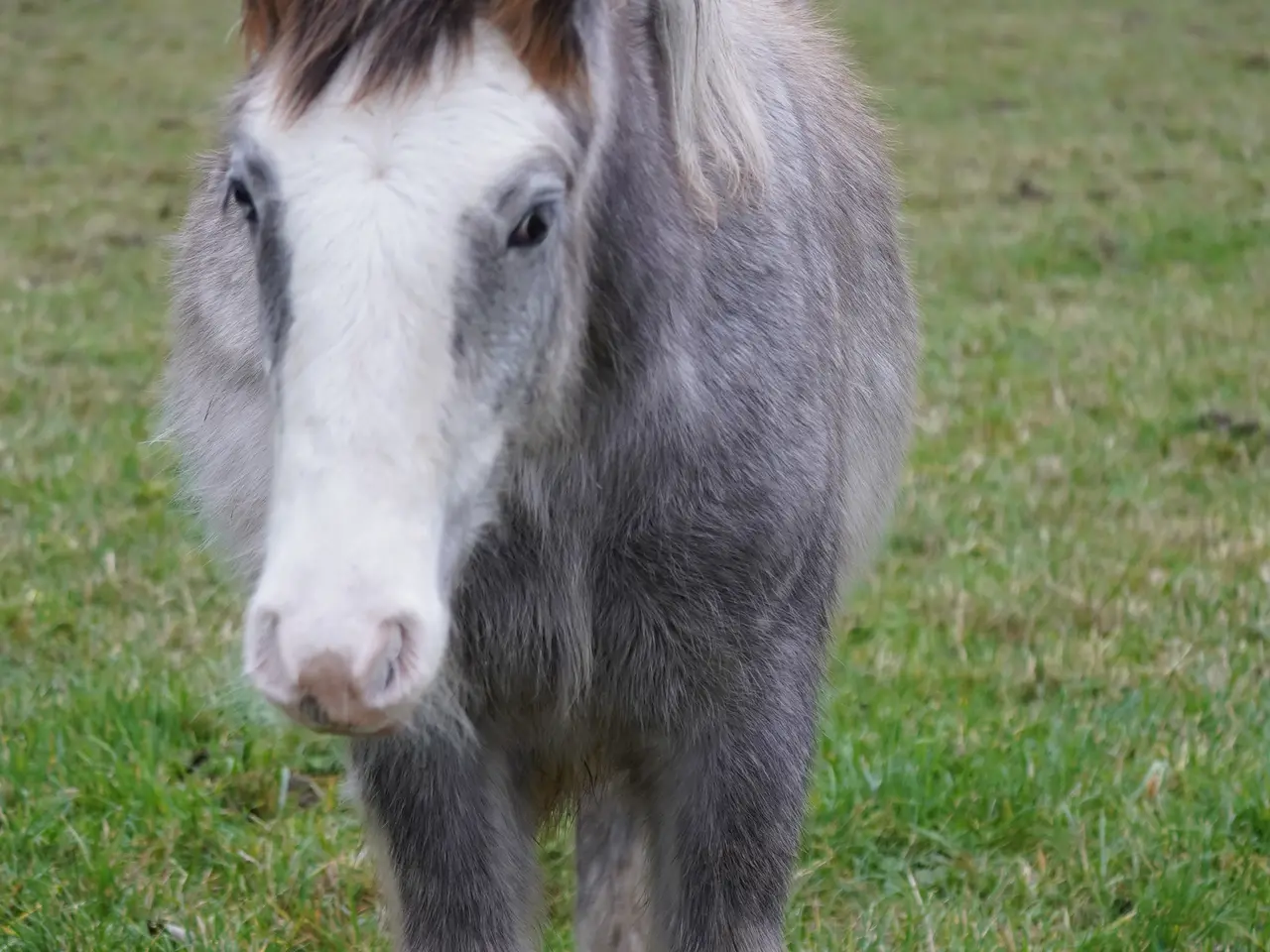 Billede 7 - Irish cob hingsteføl fra maj 2025