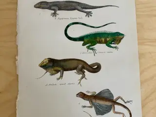 Antik Håndkoloreret planche af øgler / firben