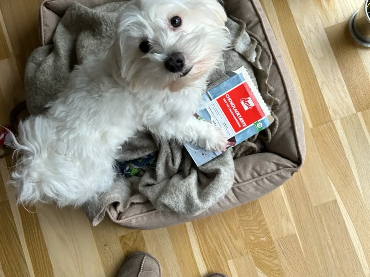 Billede 5 - Hund tilbydes til avl