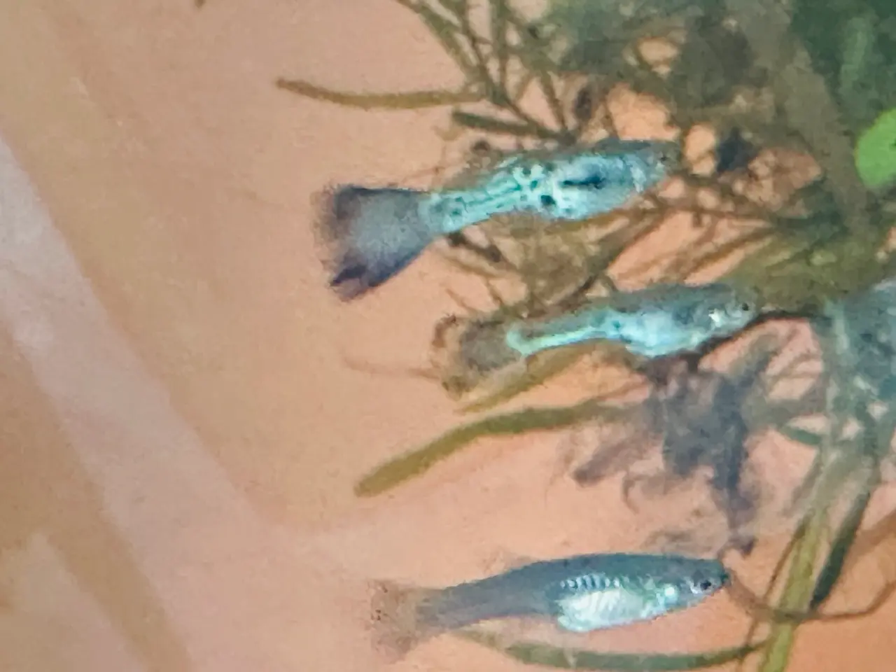 Billede 10 - Renstammede guppyer mange forskellige stammer