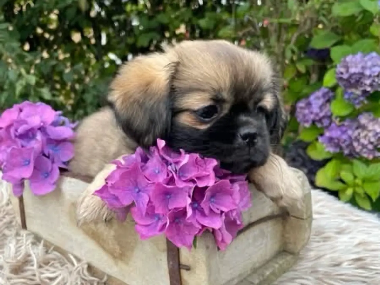 Billede 9 - Tibetansk spaniel hvalpe