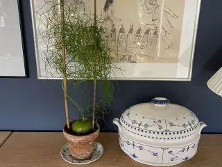 Boweia volublis, hvidkål med aspagus