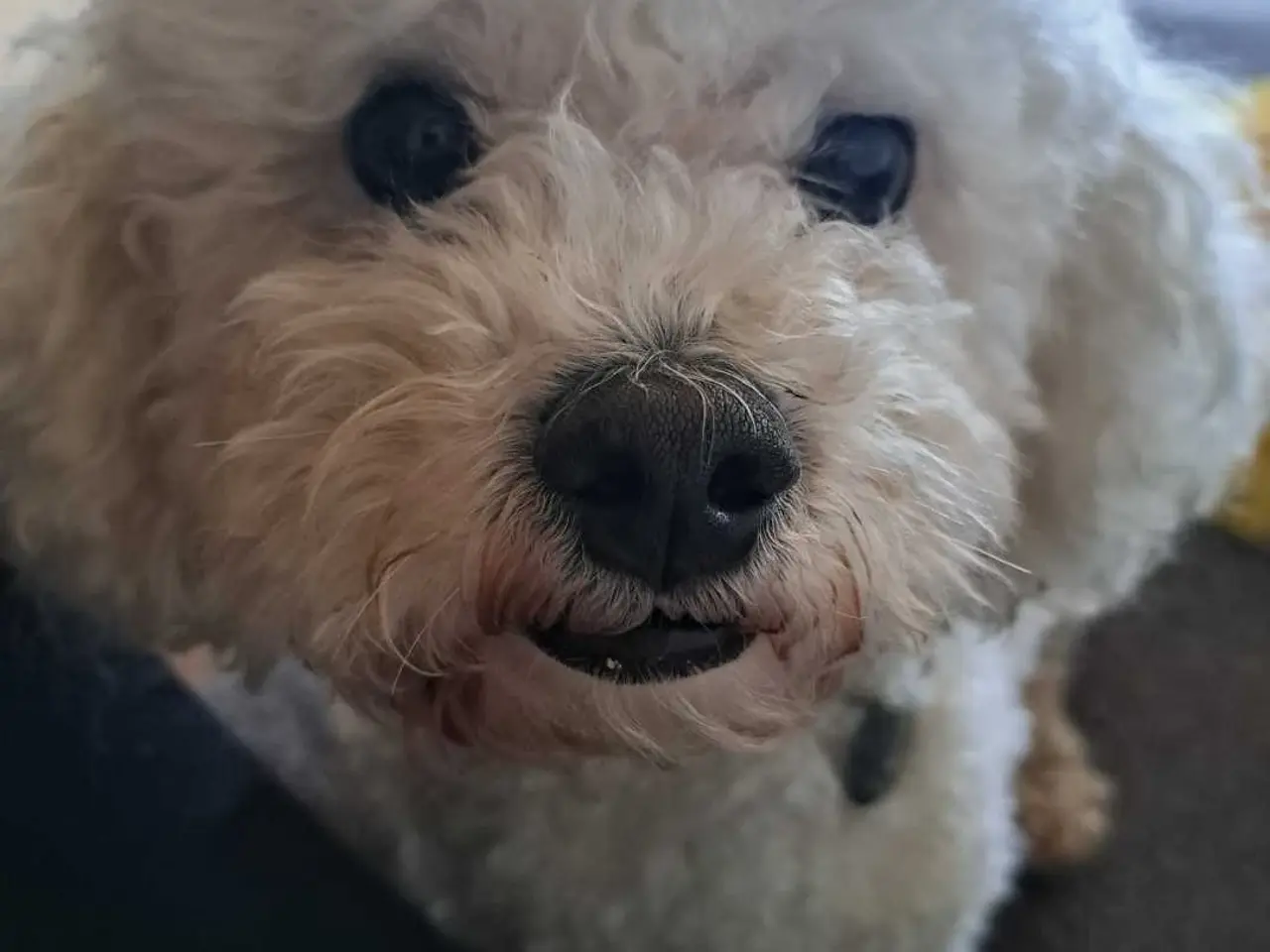 Billede 7 - Bichon frise tilbydes til avl. 