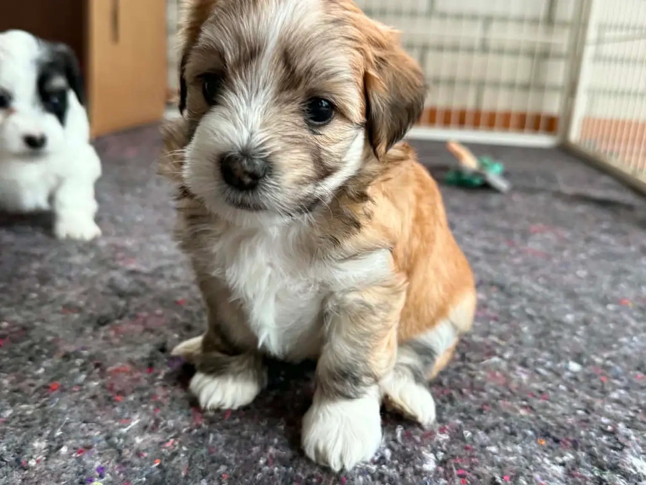 Billede 1 - Smukke bichon havanais hvalpe