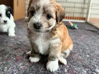Smukke bichon havanais hvalpe