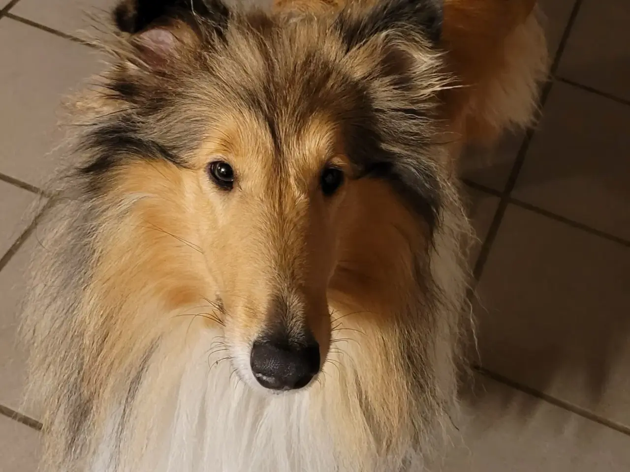 Billede 3 - Collie hanhund søges til parring