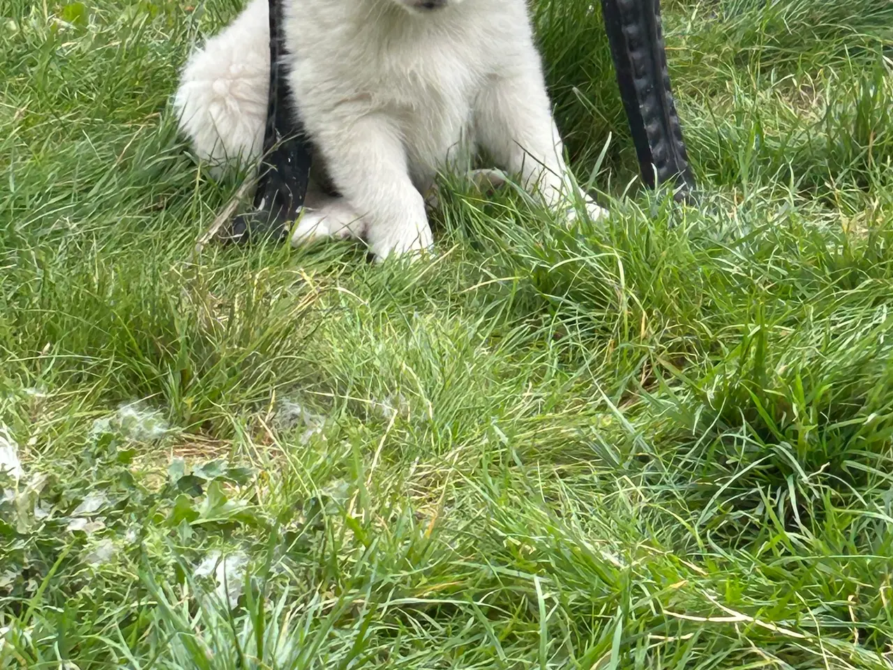 Billede 2 - 🐾 Snowdrop søger sit nye hjem 🐾
