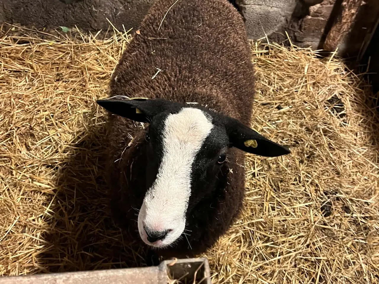Billede 1 - ægte Zwartbles Vædderlam