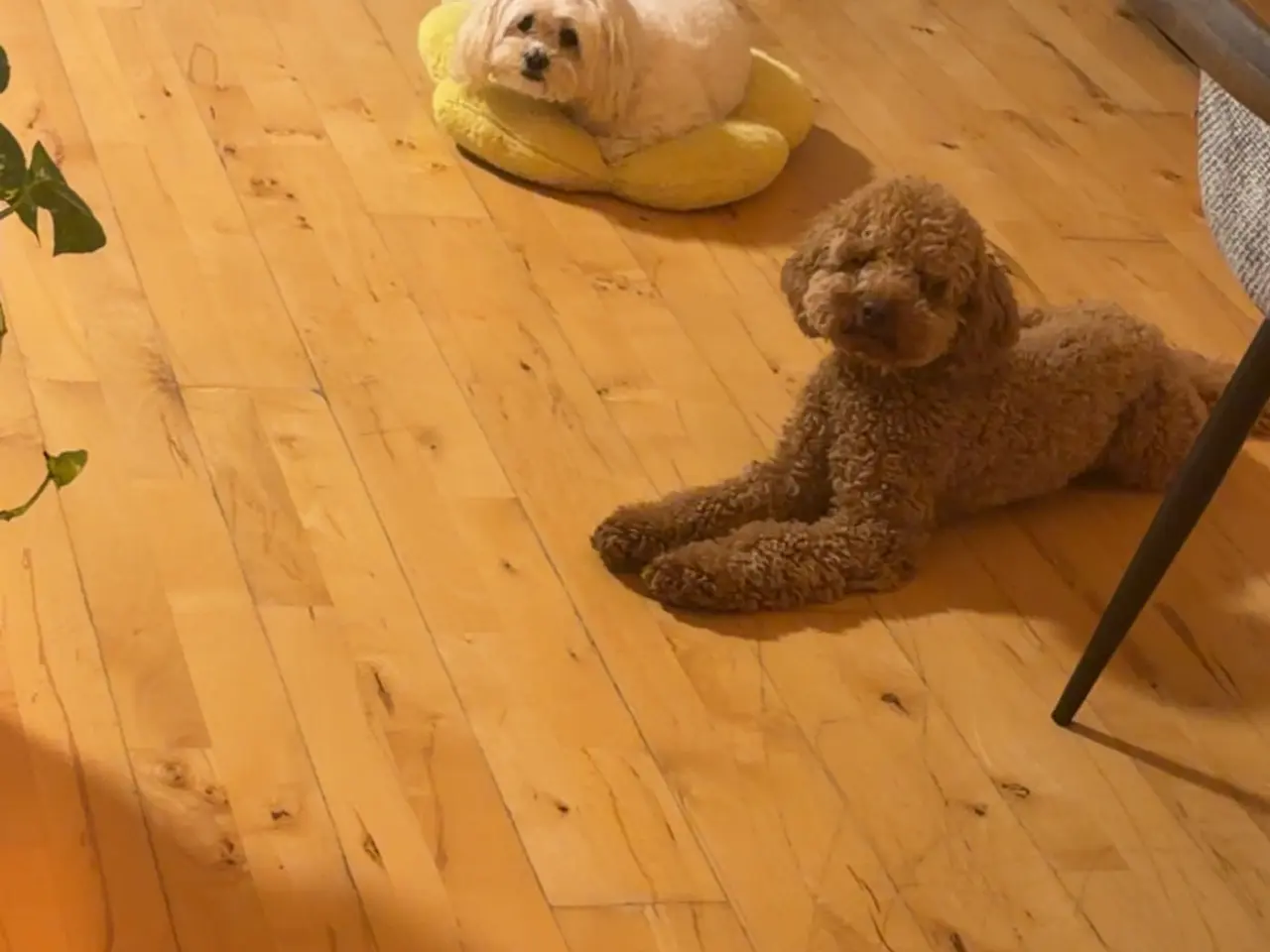 Billede 6 - 🐩 Dværgpuddel han tilbydes til parring 🐩