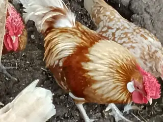Lille dværg bantam