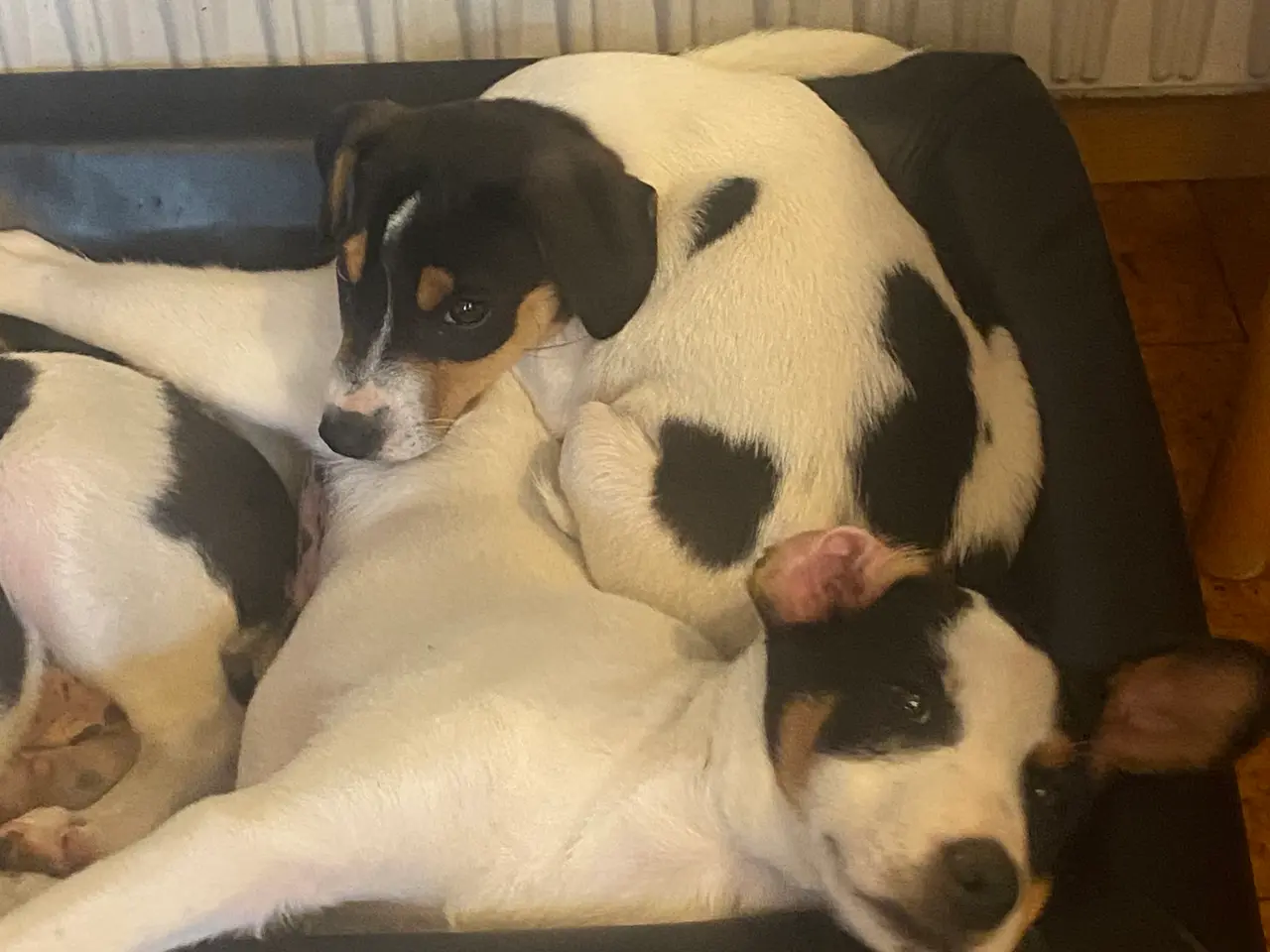 Billede 10 - Dansk-svensk gårdhund hvalper