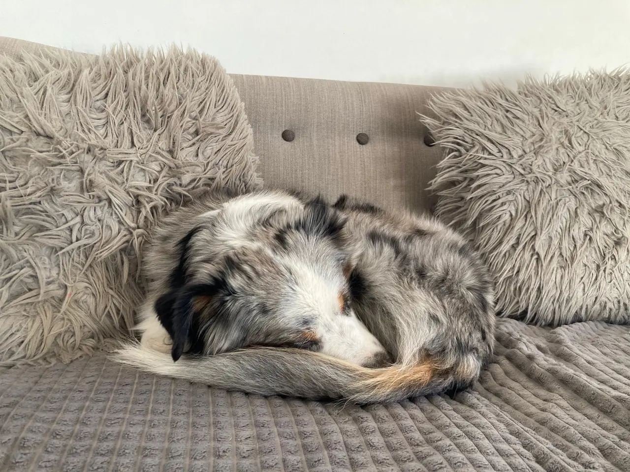 Billede 8 - Miniature American Shepherd hvalpe 