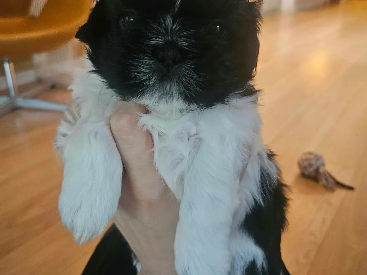 Billede 3 - De skønneste Shih Tzu hvalpe sælges.