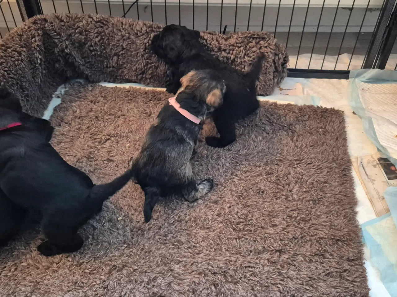 Billede 12 - Poo Schnauzerpoo puddel