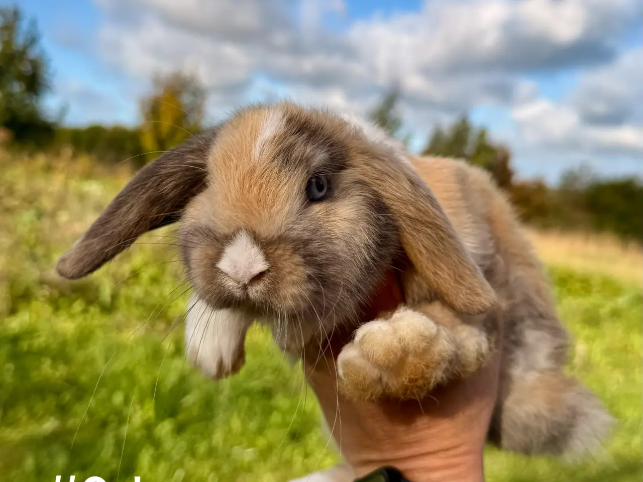 Billede 4 - 6 stk. Mini Lop unger