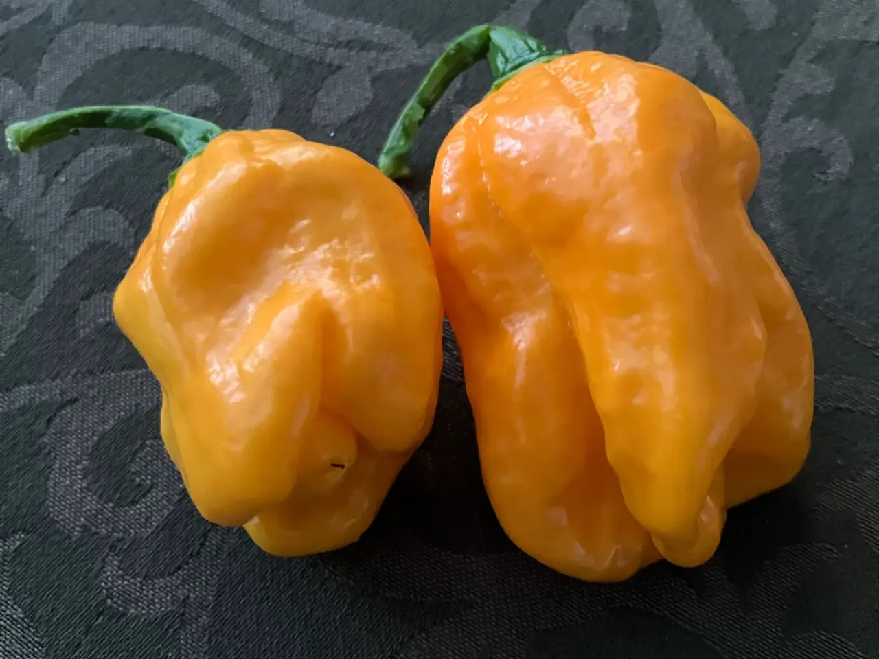 Billede 7 - Chili frø