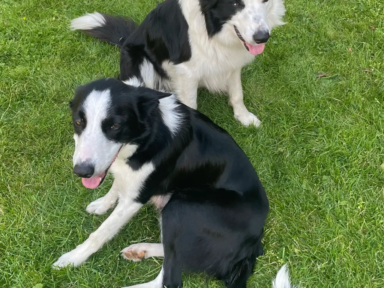 Billede 5 - Border collie valpar