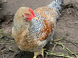 Bielefelder hane