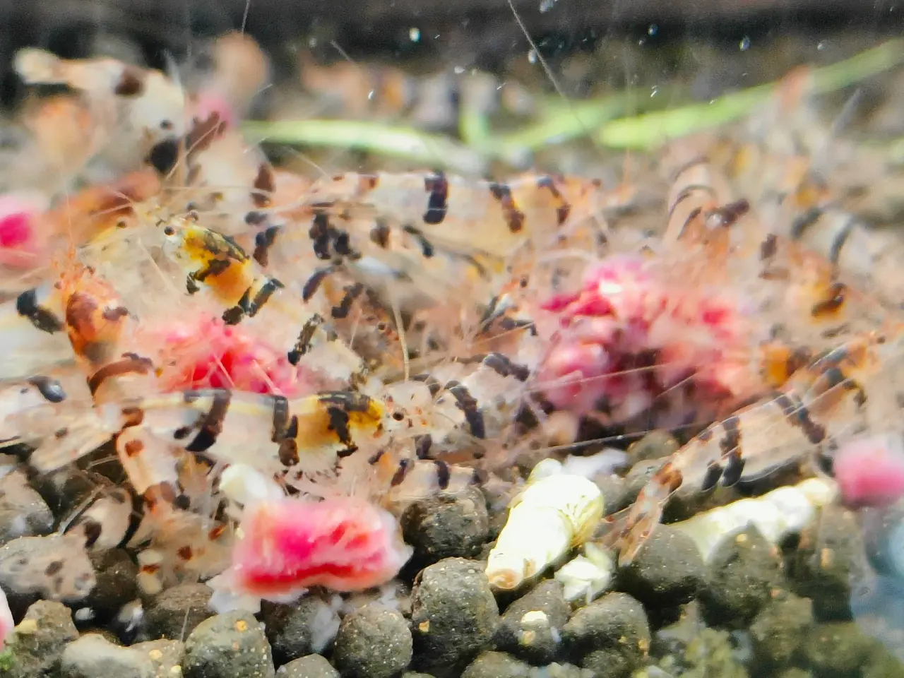 Billede 4 - Caridina racoon tiger rejer