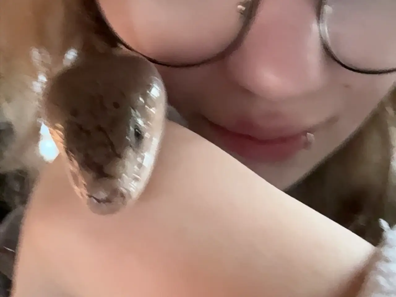 Billede 12 - Snegle skink