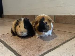 2 han marsvin