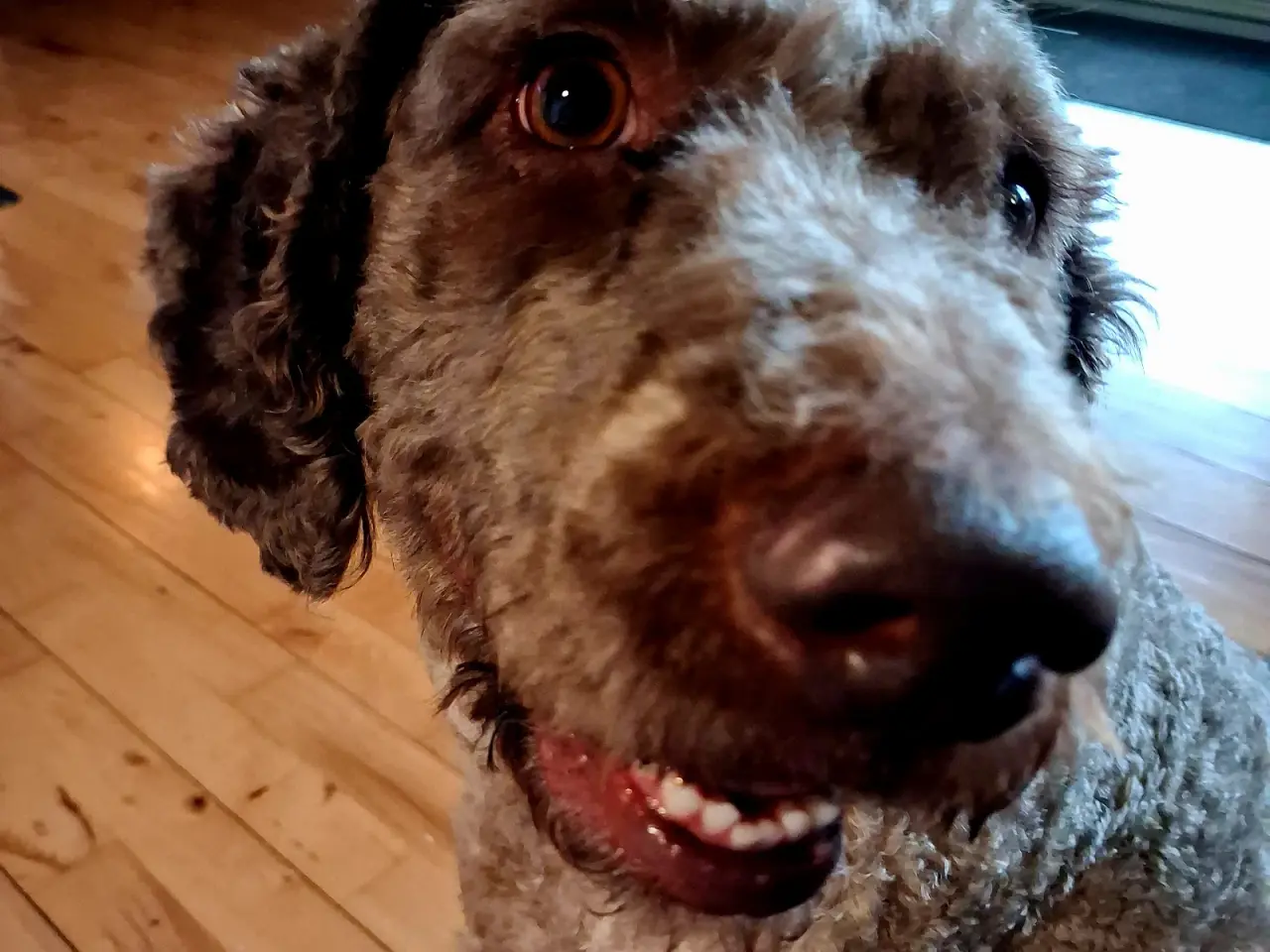 Billede 1 - Dejlig hund