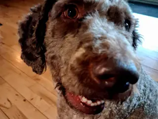 Dejlig hund