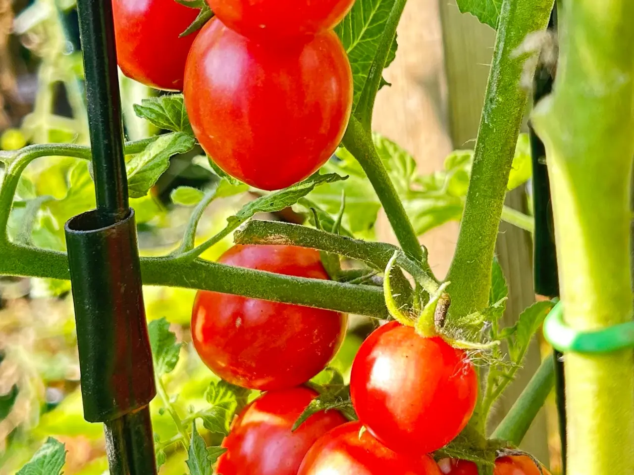Billede 13 - Sunde frø af STORE tomater 🍅