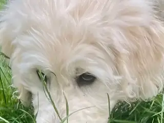 Golden DOODLE - drenge-hvalp - 3
