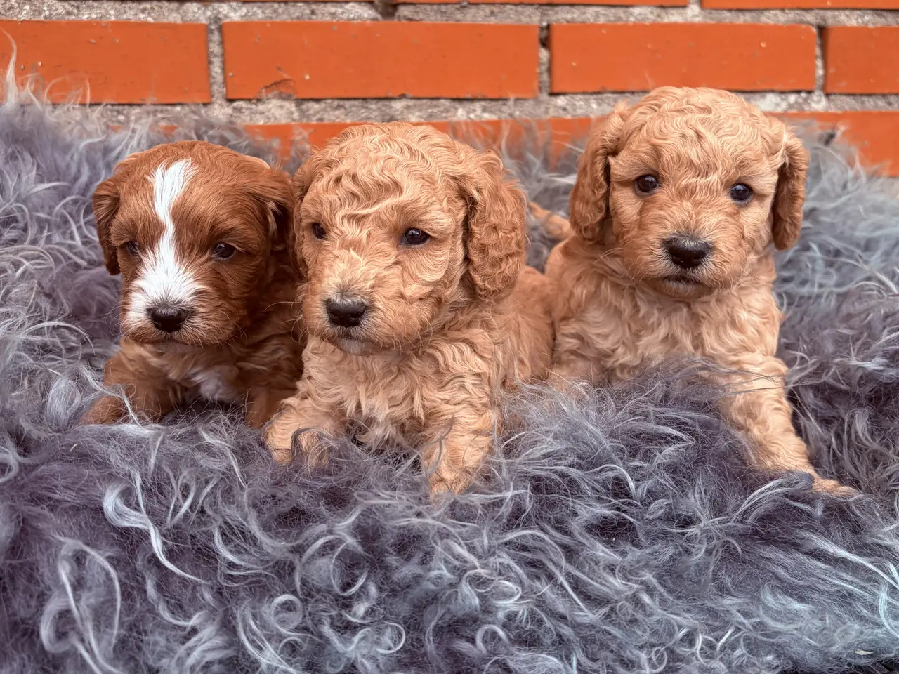 Billede 3 - 3 smukke Cavapoo drenge