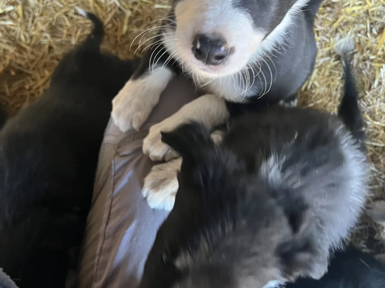 Billede 3 - Border Collie hvalpe søger deres nye familie