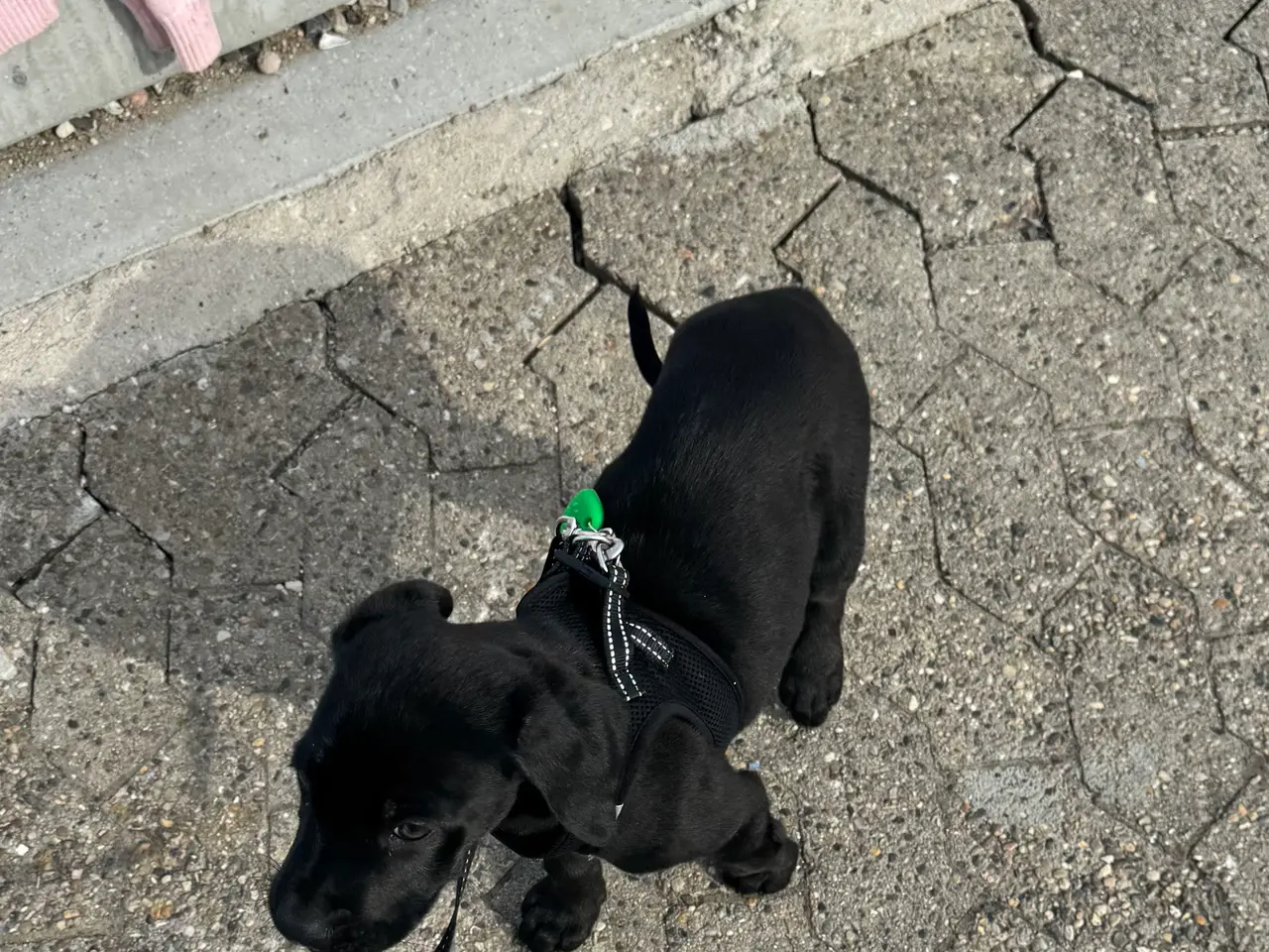 Billede 3 - Labrador blanding 