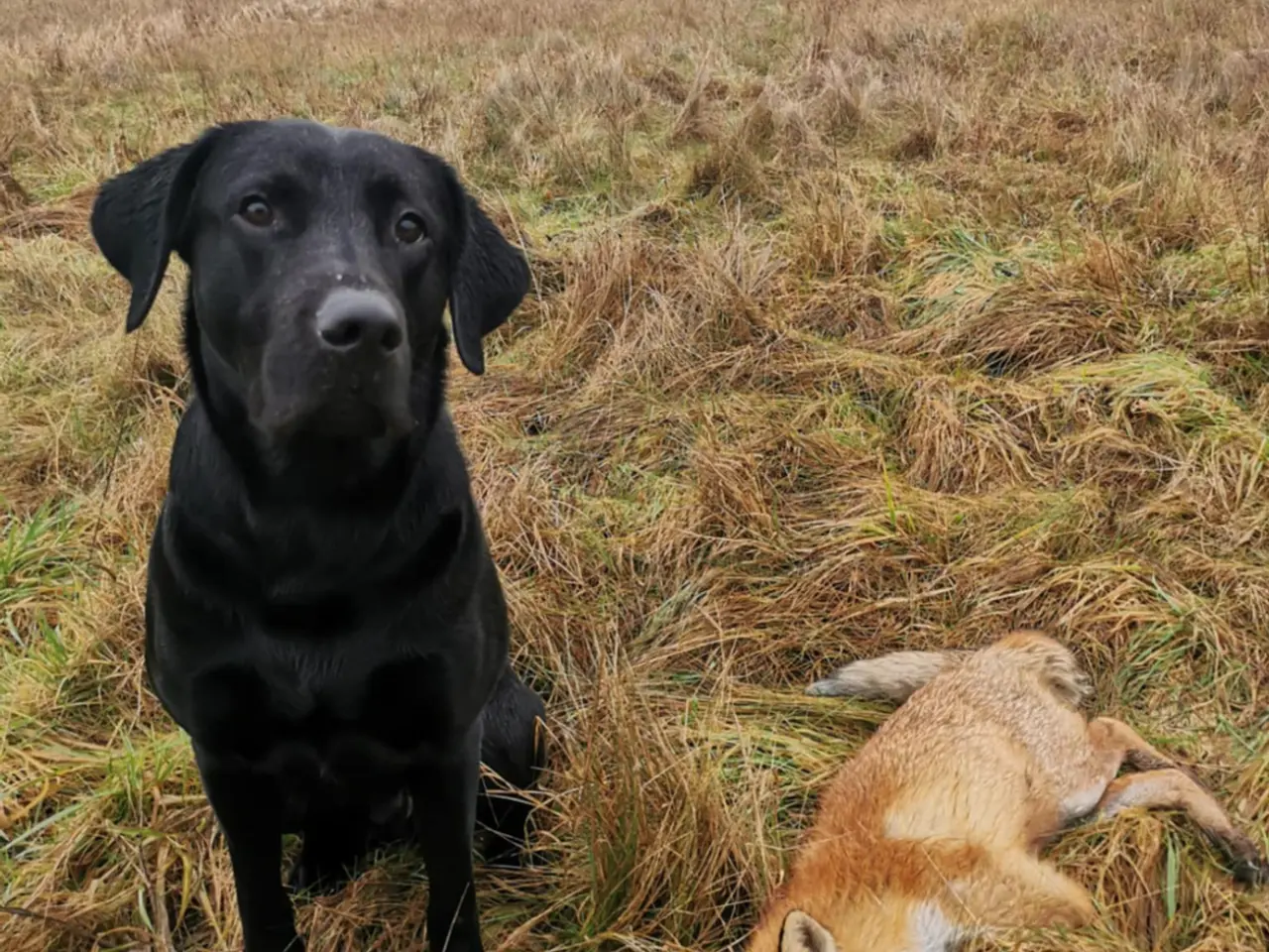 Billede 7 - F1 labrador hvalpe! Med stamtavle