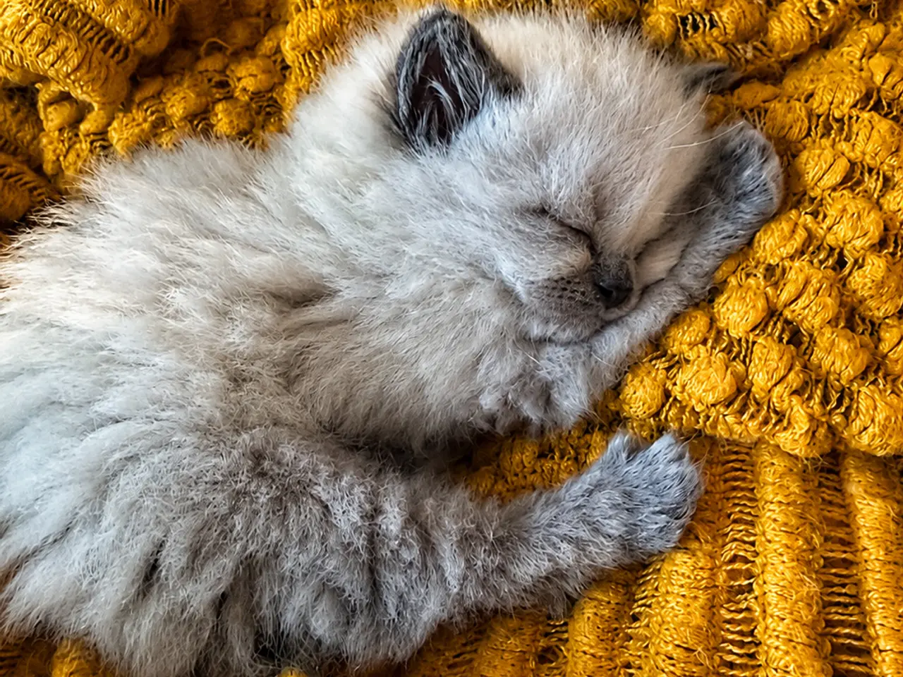 Billede 7 - Dejligste Ragdoll killinger 😻